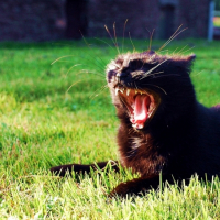 Photo #190871 de Noir