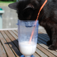 Photo #190891 de Noir