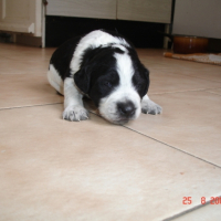Photo #190893 de Socrate