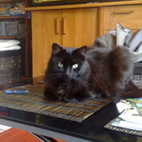 Photo #190894 de Chachat