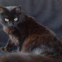 Photo #190898 de Chachat