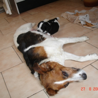Photo #190900 de Socrate