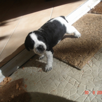 Photo #190919 de Socrate