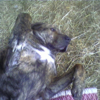 Photo #190932 de Voxy
