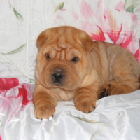 Photo #190935 de Amna