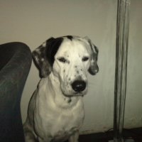 Photo #190937 de Bloomer