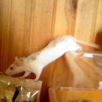 Photo #190944 de Tit rat