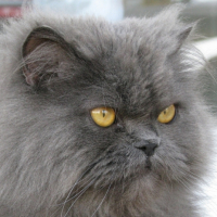 Photo #190965 de Wilow