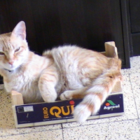 Photo #190970 de Chailo