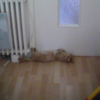 Photo #190974 de Chailo