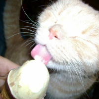 Oui je suis très gourmand!