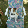 buzzy sur une chaise longue