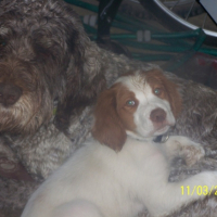 Photo #191009 de Baxter