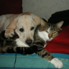 mon demi frere couiky et moi qui dis qu on ne s entend pas entre chien et chat?