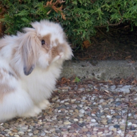 Photo #191039 de Panpan