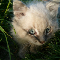 Photo #191047 de Knut