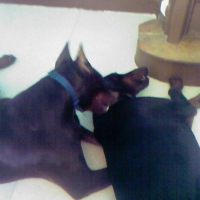 Photo #191067 de Blue