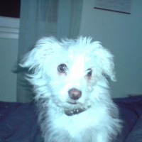 Photo #191096 de Yoshi