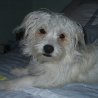 Photo #191105 de Yoshi
