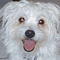 Photo #191109 de Yoshi