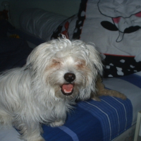 Photo #191114 de Yoshi
