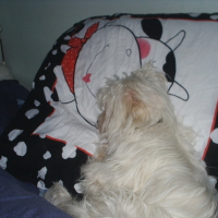 Photo #191116 de Yoshi