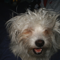 Photo #191122 de Yoshi