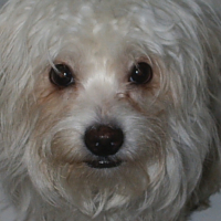 Photo #191125 de Yoshi