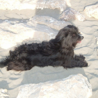 sur la plage en camargue