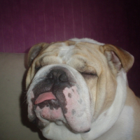 Photo #191154 de Goliath
