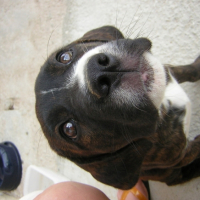 Photo #191156 de Chipie