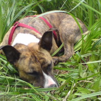 Photo #191157 de Nala
