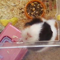 Photo #191161 de Nala
