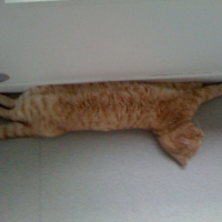 Photo #191162 de Cheshire