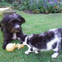 noah avec son copain reglisse
