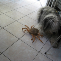 Photo #191169 de Upomiek