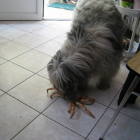 Photo #191175 de Upomiek