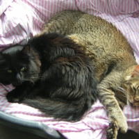 Photo #191177 de Boby