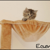 Photo #191198 de Ecume
