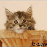 Photo #191202 de Ecume