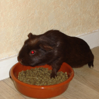 Photo #191219 de Chaussette