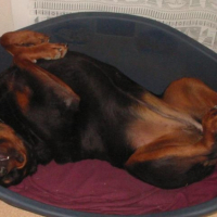 Photo #191232 de Cheyenne