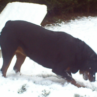 Photo #191240 de Cheyenne