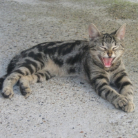 Photo #191288 de Minette