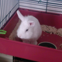 Photo #191340 de Boule de neige
