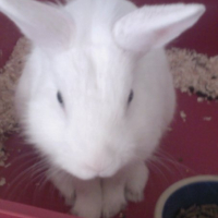 Photo #191356 de Boule de neige