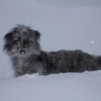Photo #191369 de Cerces