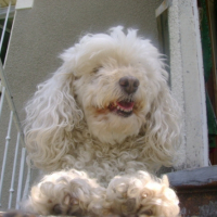 Photo #191400 de Mirabelle