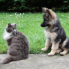 avec mon chat
