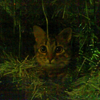 Photo #191423 de Cybelle